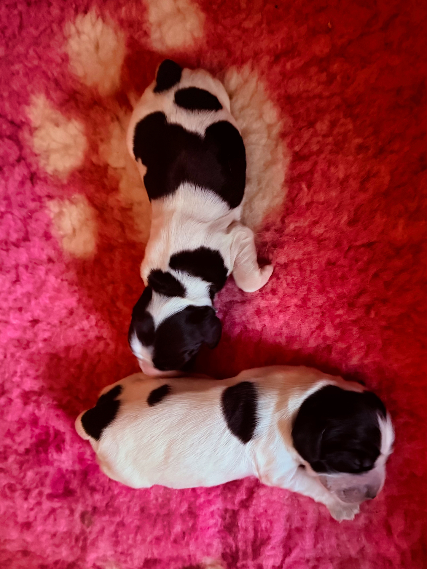 Amelie en Aurora