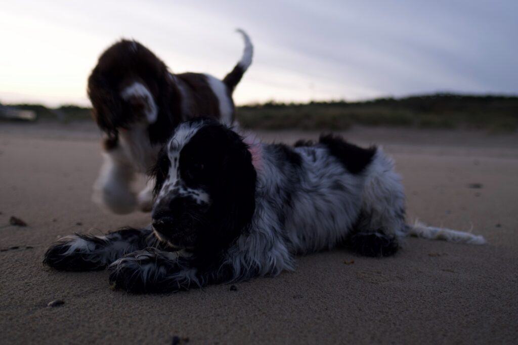 Home Am Strand Spielen ist super