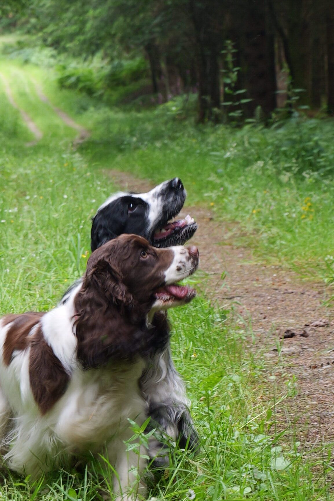 Home Die Drohne ist spannend